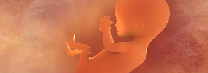 embryo.jpg